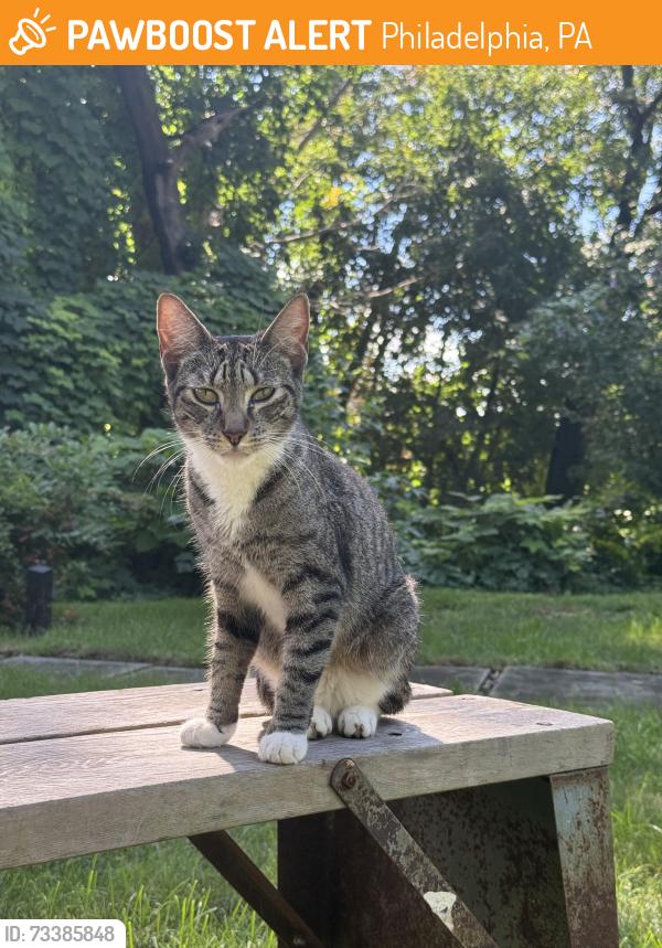 Found/Stray Female Cat last seen W Tulpehocken between Greene & Wayne, Philadelphia, PA 19144