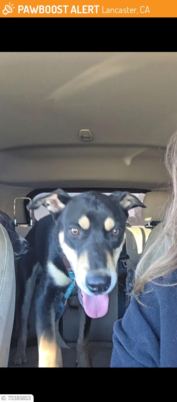 Found/Stray Male Dog last seen East Avenue H-11 and 5th st east, Lancaster, CA 93535