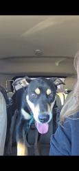 Found/Stray Male Dog last seen East Avenue H-11 and 5th st east, Lancaster, CA 93535