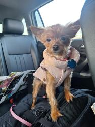 Lost Female Dog last seen Curlew Ave, Richland County, SC 29061