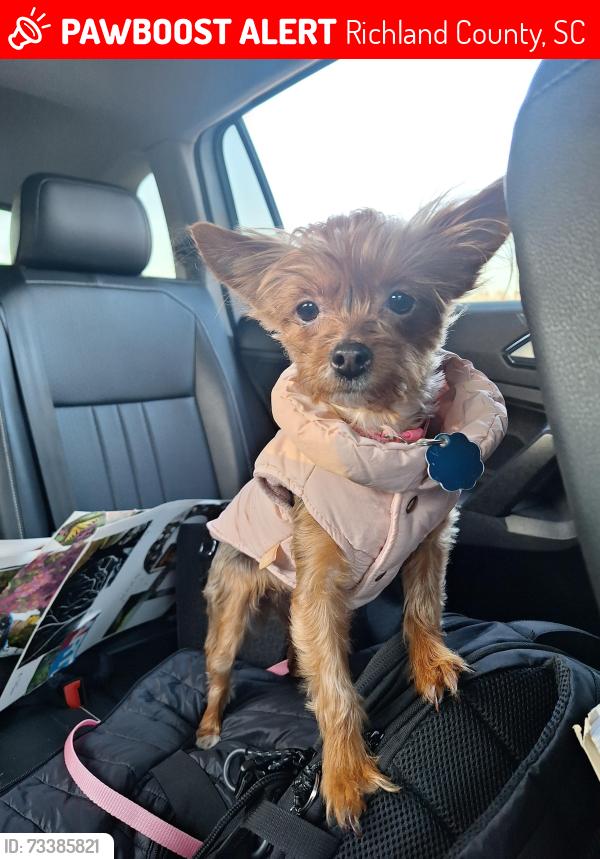 Lost Female Dog last seen Curlew Ave, Richland County, SC 29061