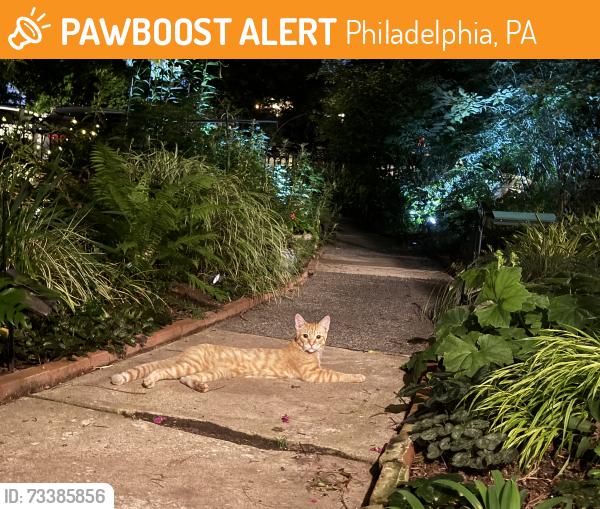 Found/Stray Male Cat last seen W Tulpehocken Street between Wanye & Greene, Philadelphia, PA 19144