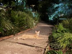 Found/Stray Male Cat last seen W Tulpehocken Street between Wanye & Greene, Philadelphia, PA 19144
