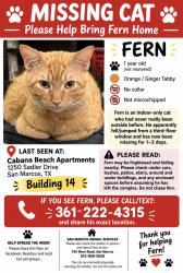 Reunited Male Cat last seen Sadler Drive, San Marcos, TX 78666