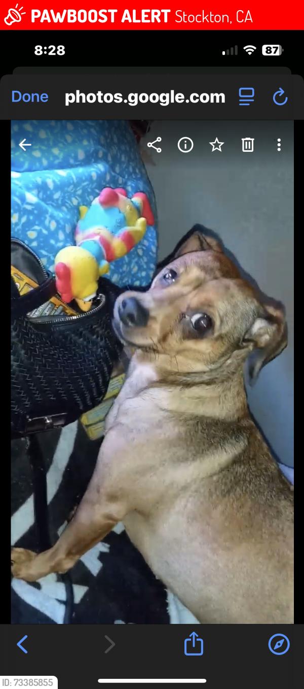 Lost Female Dog last seen Red roof inn, Stockton, CA 95202