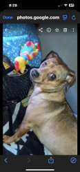 Lost Female Dog last seen Red roof inn, Stockton, CA 95202