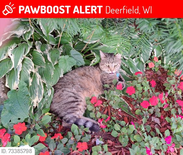 Lost Male Cat last seen Citgo Station, Lake St, Deerfield, WI 53531