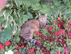 Lost Male Cat last seen Citgo Station, Lake St, Deerfield, WI 53531