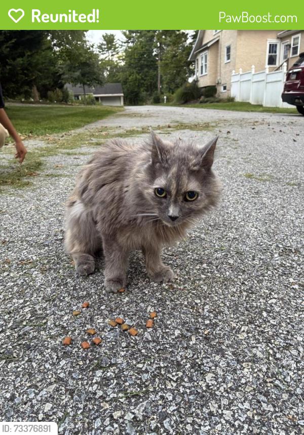 Reunited Female Cat last seen Hareshill, Kimberton, PA 19460