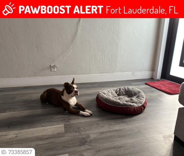 Lost Male Dog last seen Walmart on broward blvd, Fort Lauderdale, FL 33312
