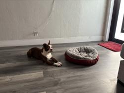 Lost Male Dog last seen Walmart on broward blvd, Fort Lauderdale, FL 33312