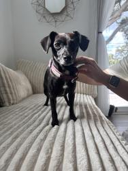 Found/Stray Female Dog last seen On 192, Kissimmee, FL 34746