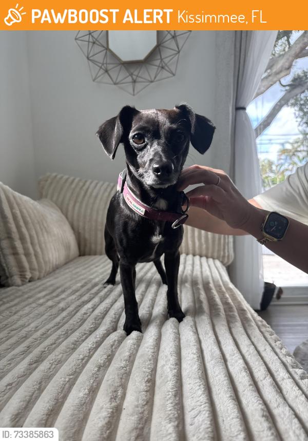 Found/Stray Female Dog last seen On 192, Kissimmee, FL 34746