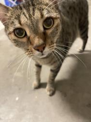 Lost Female Cat last seen Surprise Farms, Surprise, AZ 85388