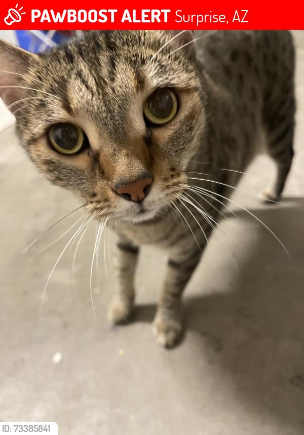 Lost Female Cat last seen Surprise Farms, Surprise, AZ 85388