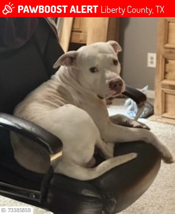 Lost Male Dog last seen Davis hill church, Liberty County, TX 77327