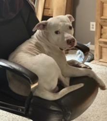 Lost Male Dog last seen Davis hill church, Liberty County, TX 77327