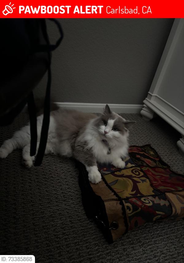 Lost Female Cat last seen Camino Serbal, Carlsbad, CA 92009