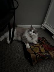Lost Female Cat last seen Camino Serbal, Carlsbad, CA 92009
