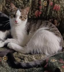 Reunited Female Cat last seen Bryn Mawr area of Forest Hills, PA, Forest Hills, PA 15221
