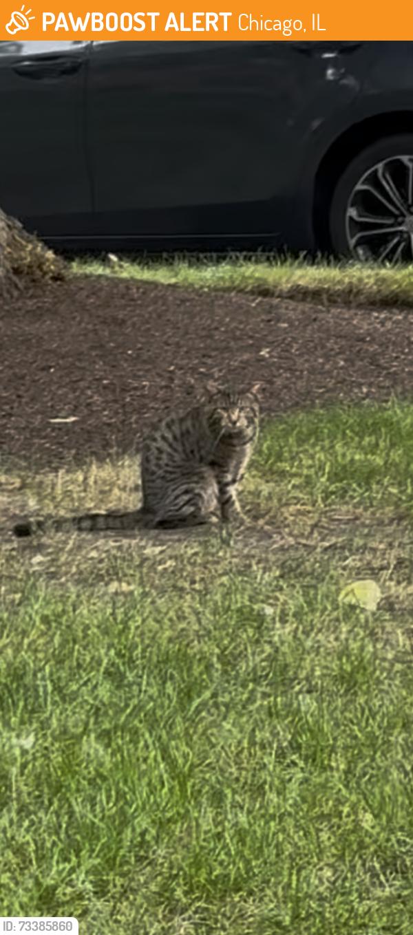 Found/Stray Unknown Cat last seen Halsted and Belden, Chicago, IL 60614