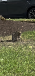 Found/Stray Unknown Cat last seen Halsted and Belden, Chicago, IL 60614