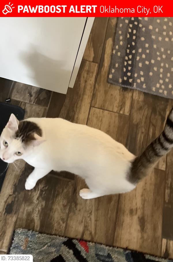 Lost Male Cat last seen Missing from Twin Silos 150th and Council, Oklahoma City, OK 73013