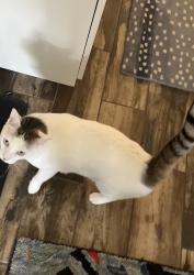 Lost Male Cat last seen Missing from Twin Silos 150th and Council, Oklahoma City, OK 73013