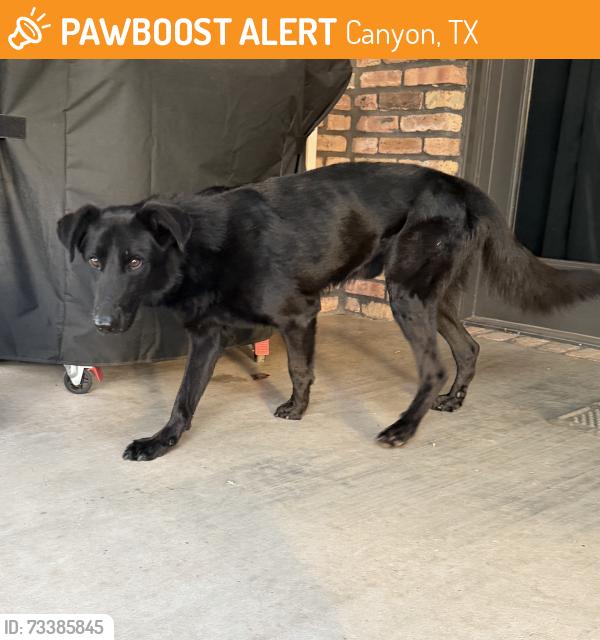 Found/Stray Male Dog last seen Country Club Drive & Griffin Drive, Canyon, TX 79015