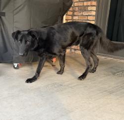 Found/Stray Male Dog last seen Country Club Drive & Griffin Drive, Canyon, TX 79015