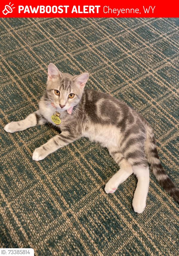 Lost Male Cat last seen Ridge Rd. -Sunnyside Villa, Cheyenne, WY 82001