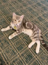 Lost Male Cat last seen Ridge Rd. -Sunnyside Villa, Cheyenne, WY 82001