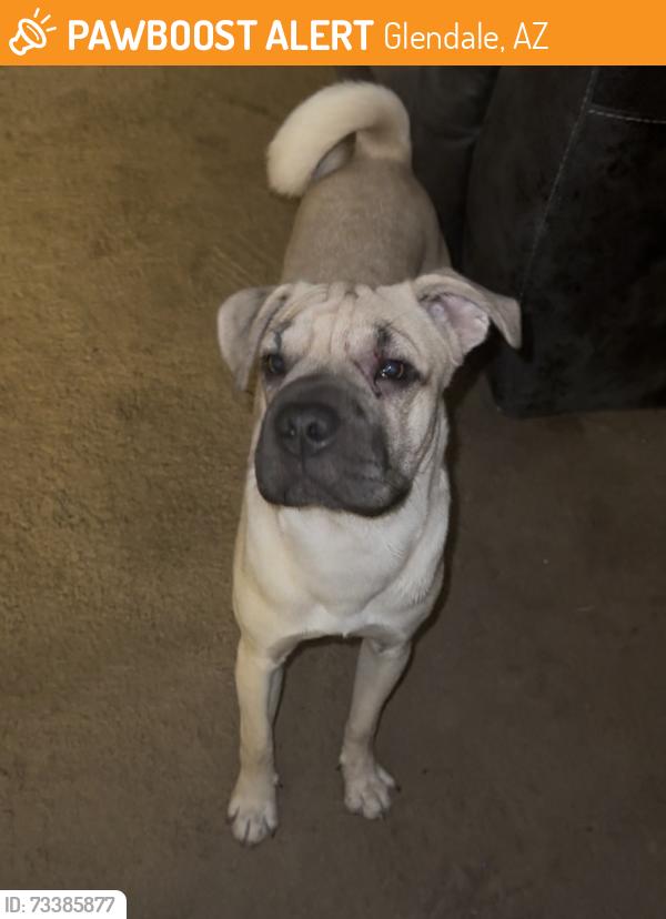 Found/Stray Male Dog last seen Unknown, Glendale, AZ 85033