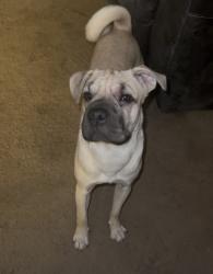 Found/Stray Male Dog last seen Unknown, Glendale, AZ 85033