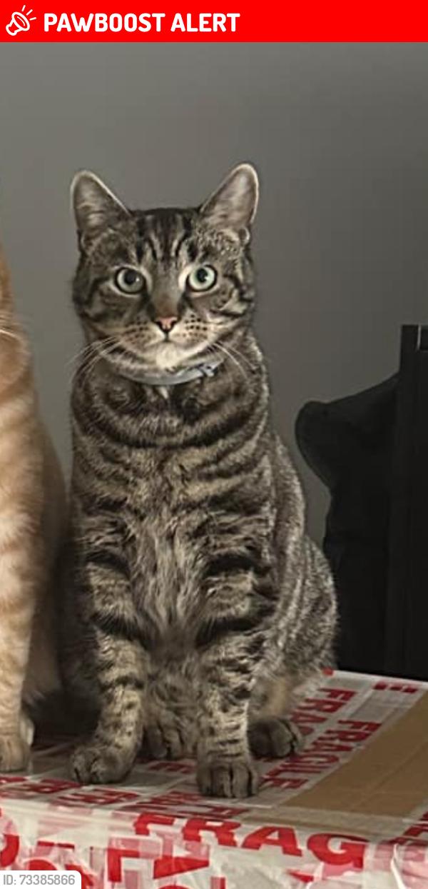 Lost Male Cat last seen Cedar court, Totteridge road, High wycombe, Buckinghamshire, England HP13 6DN