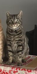 Lost Male Cat last seen Cedar court, Totteridge road, High wycombe, Buckinghamshire, England HP13 6DN