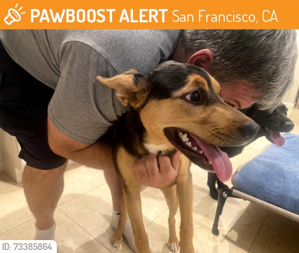 Found/Stray Female Dog last seen St. Francis and Monterey Blvds, San Francisco, CA 94127