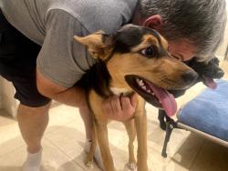 Found/Stray Female Dog last seen St. Francis and Monterey Blvds, San Francisco, CA 94127