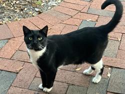 Lost Female Cat last seen Cherry street, St. Petersburg, FL 33704