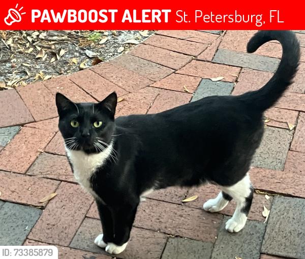 Lost Female Cat last seen Cherry street, St. Petersburg, FL 33704