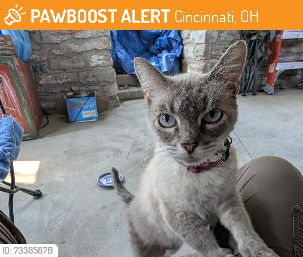 Found/Stray Female Cat last seen Floral and Kenilworth, Cincinnati, OH 45212