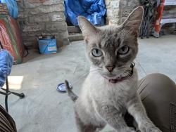Found/Stray Female Cat last seen Floral and Kenilworth, Cincinnati, OH 45212