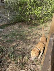 Found/Stray Male Dog last seen Bulverde Green, San Antonio, TX 78261