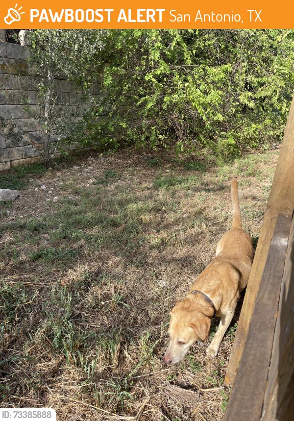 Found/Stray Male Dog last seen Bulverde Green, San Antonio, TX 78261