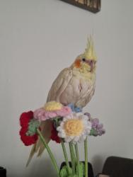 Lost Unknown Bird last seen Delta View apmts, 3915 Delta Fair, Near Delta Square / Delta Fair Blvd, Delta Fair Blvd and San Jose Dr, Antioch, CA 94509