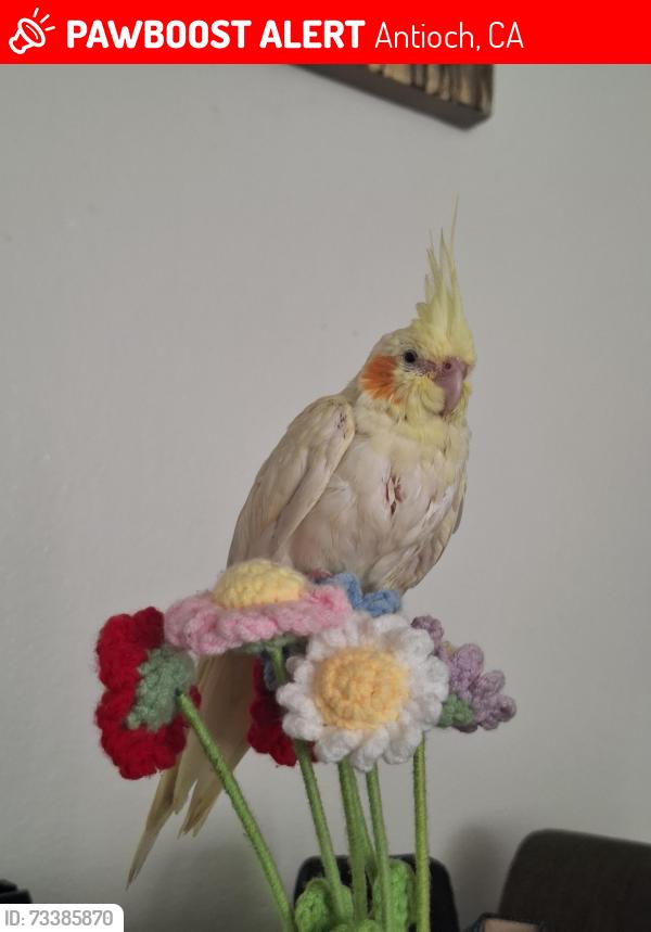 Lost Unknown Bird last seen Delta View apmts, 3915 Delta Fair, Near Delta Square / Delta Fair Blvd, Delta Fair Blvd and San Jose Dr, Antioch, CA 94509