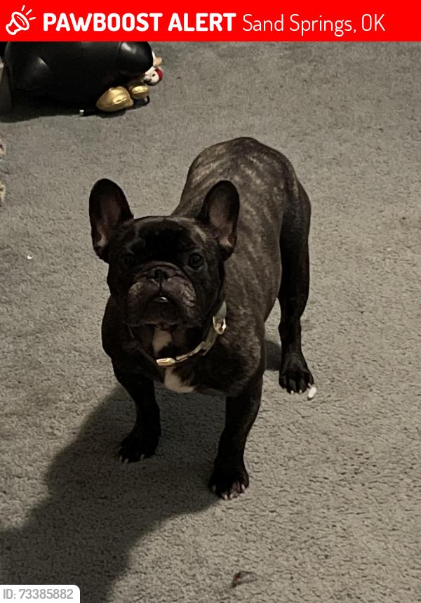 Lost Female Dog last seen Her collar was dumped and last located at the sand springs landfill, she could be anywhere by now., Tulsa, OK 74134