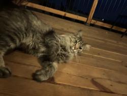 Found/Stray Female Cat last seen Near s Townsend way, Salt Lake City, UT 84120