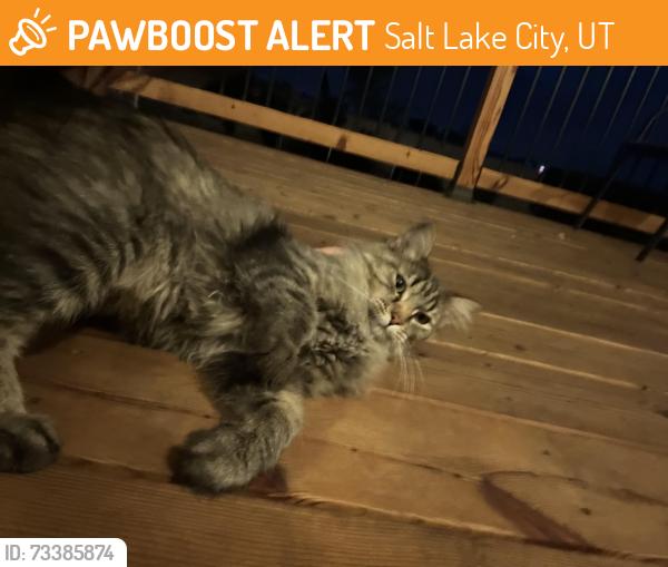 Found/Stray Female Cat last seen Near s Townsend way, Salt Lake City, UT 84120