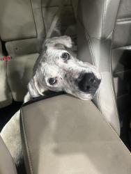 Found/Stray Female Dog last seen Lake Ida, Delray Beach, FL 33484